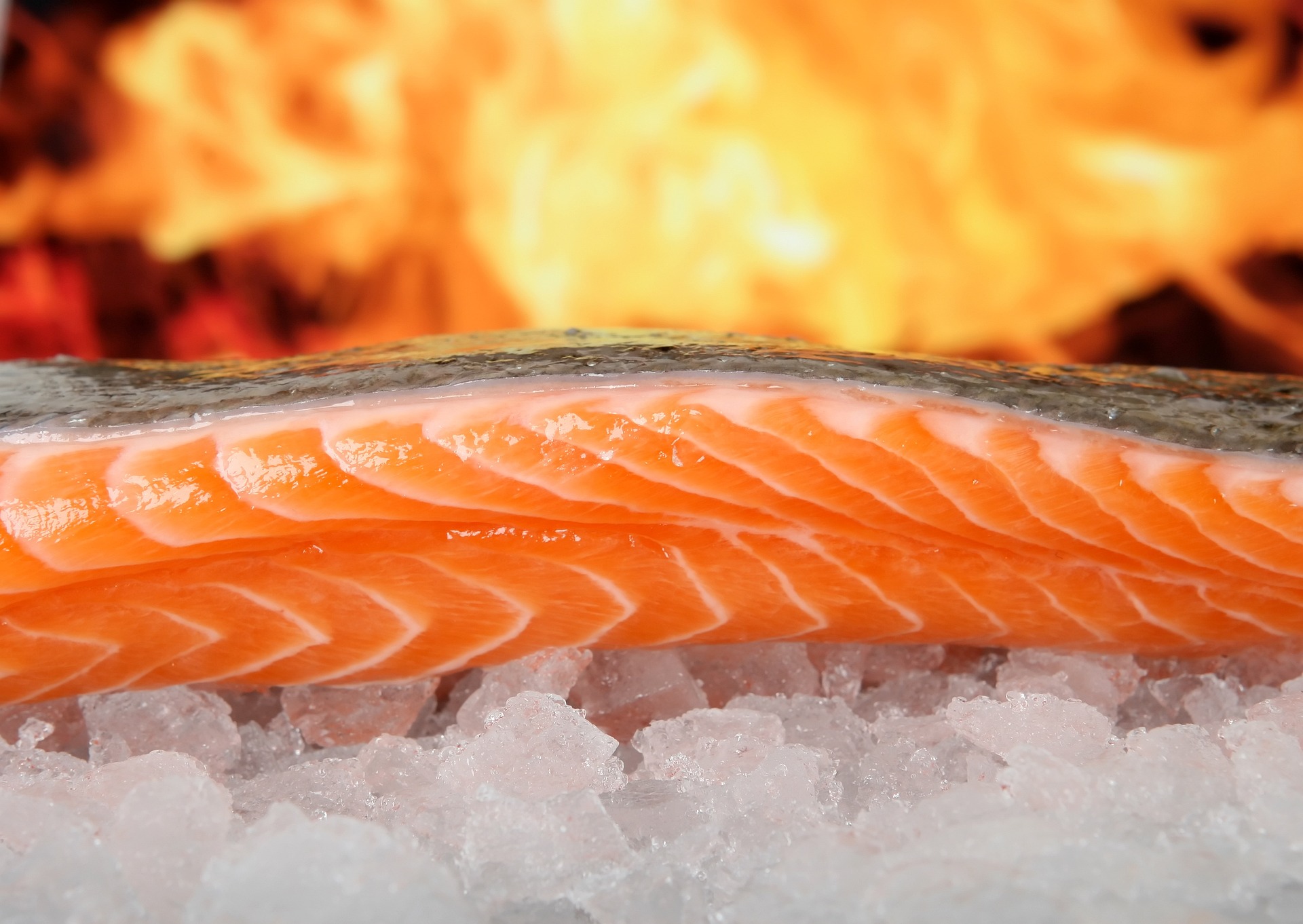 Filet de saumon frais sur glace
